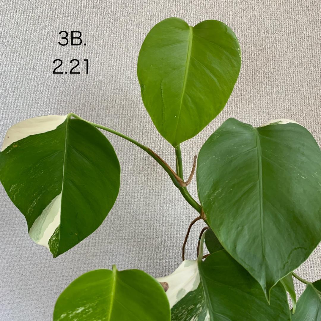 【3B】3株寄せ植え モンステラ 斑入り ボルシギアナ 高さ57cm