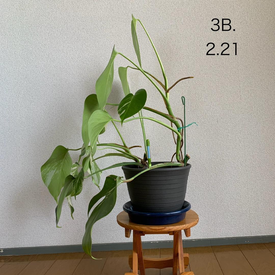 【3B】3株寄せ植え モンステラ 斑入り ボルシギアナ 高さ57cm