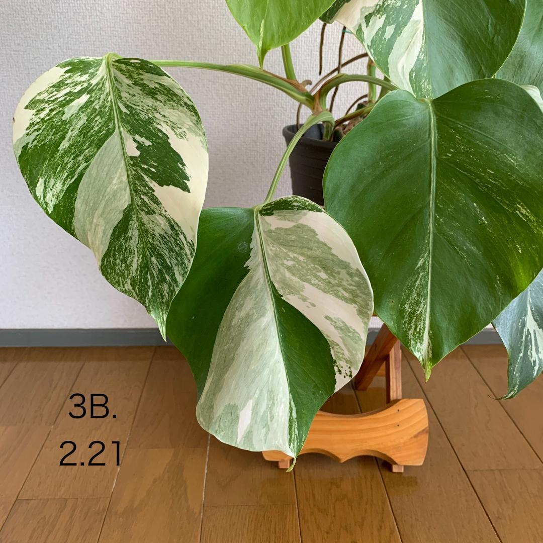 【3B】3株寄せ植え モンステラ 斑入り ボルシギアナ 高さ57cm