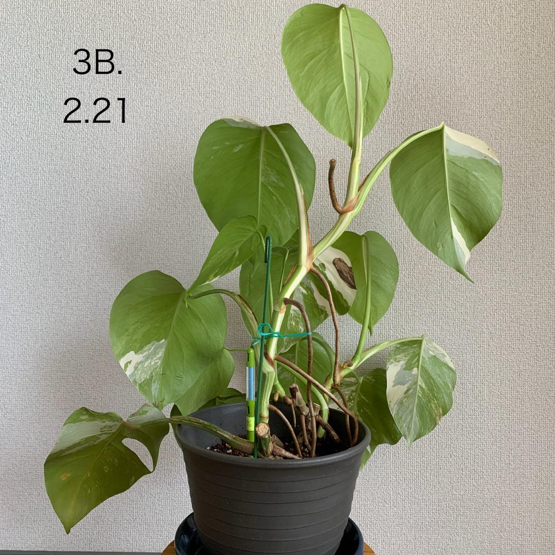 【3B】3株寄せ植え モンステラ 斑入り ボルシギアナ 高さ57cm