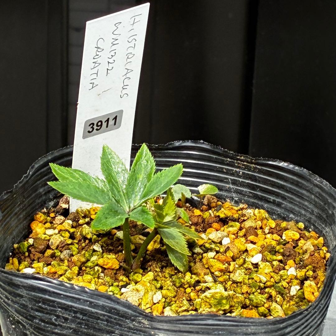 3911☘️2年間管理株☘️限定一株☘️直筆タグ付き☘️超希少☘️⭐️WM原生地採取⭐