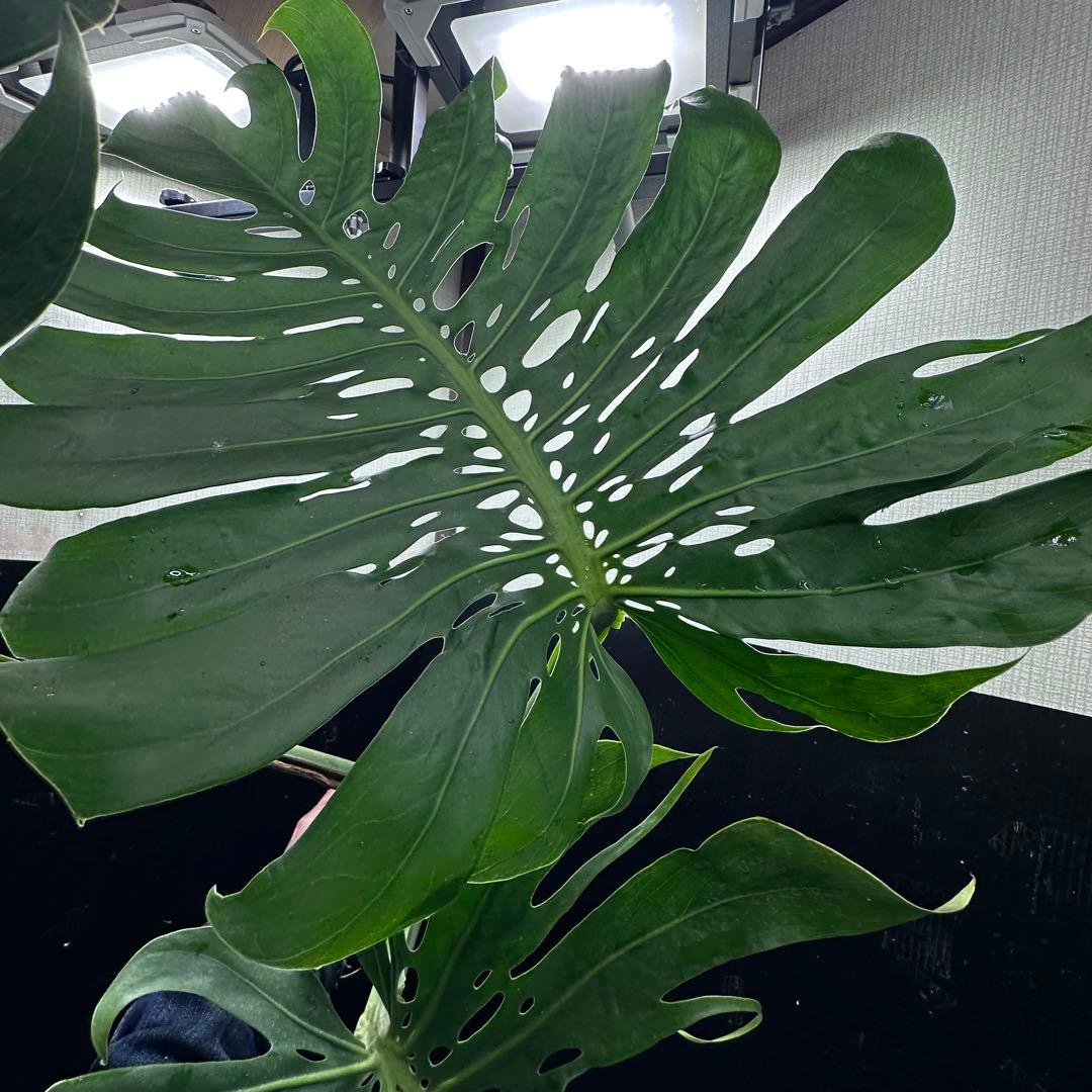 モンステラデリシオーサマクロコズム超希少系統鉢植え85㎝