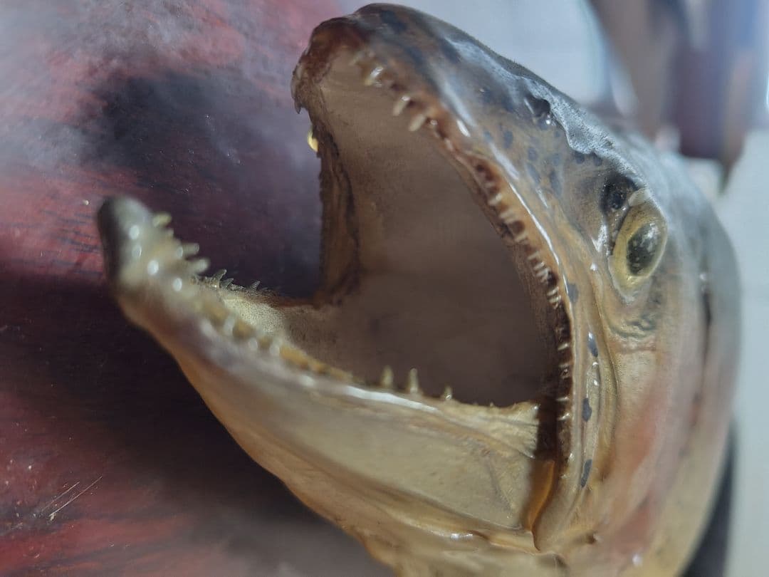 ニジマス　剥製