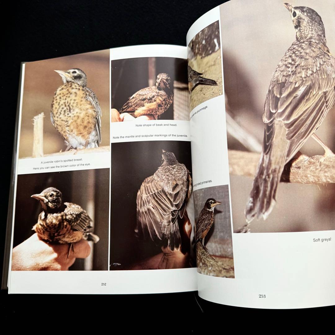 ソングバード バードカービング 技法書「Songbird Carving II」