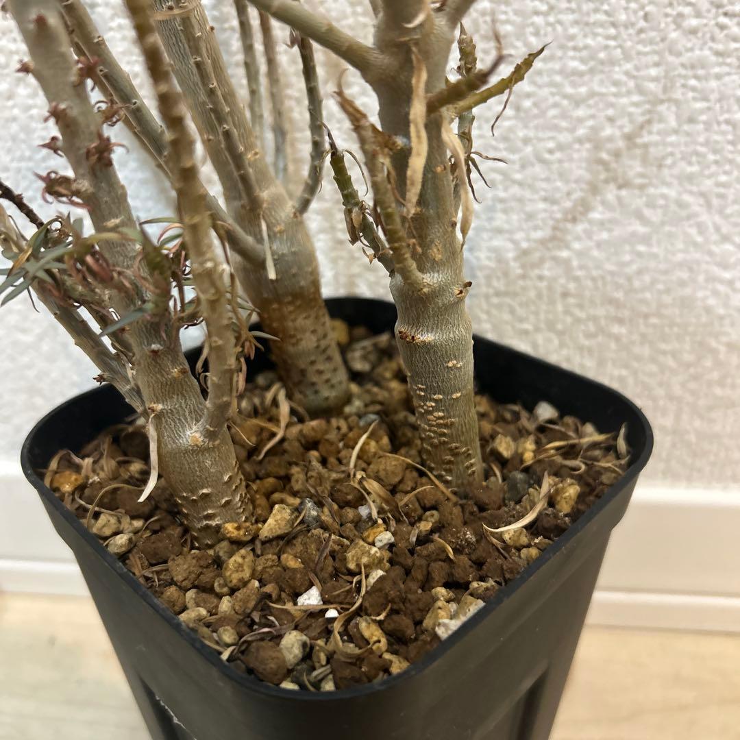 【特価品】ユーフォルビア・バルサミフェラ　実生　3株セット