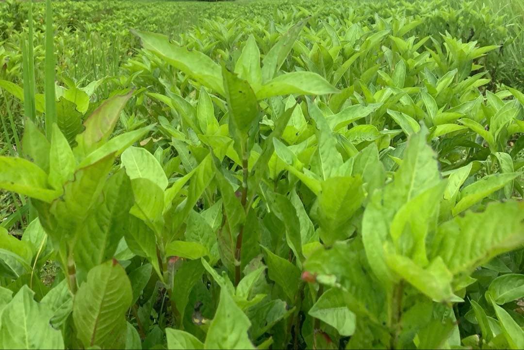 蓼藍　乾燥葉　500g 無農薬