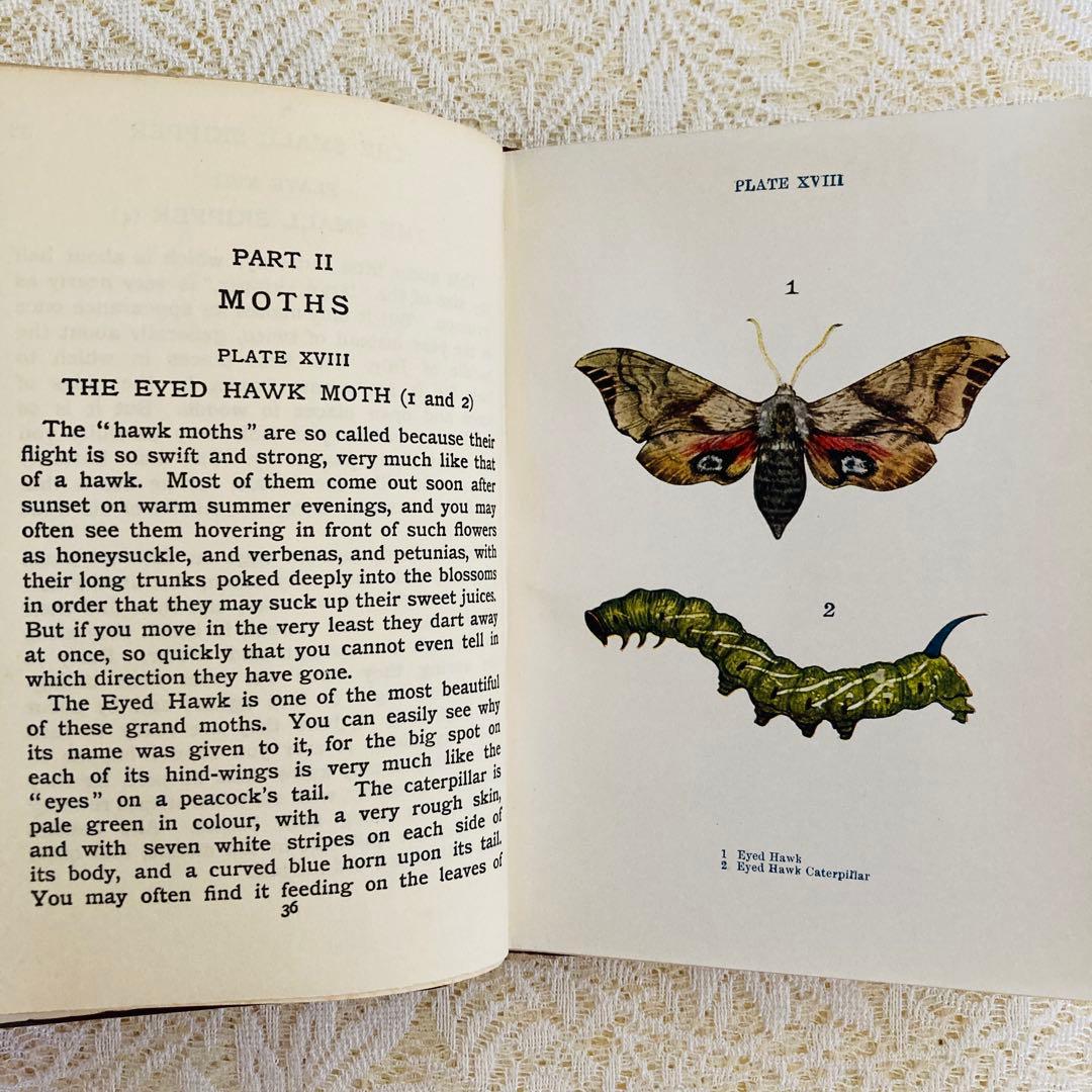 洋書　古書　イギリスの蝶と蛾の図鑑　優雅なカラー図版と趣のある美しい装丁♡