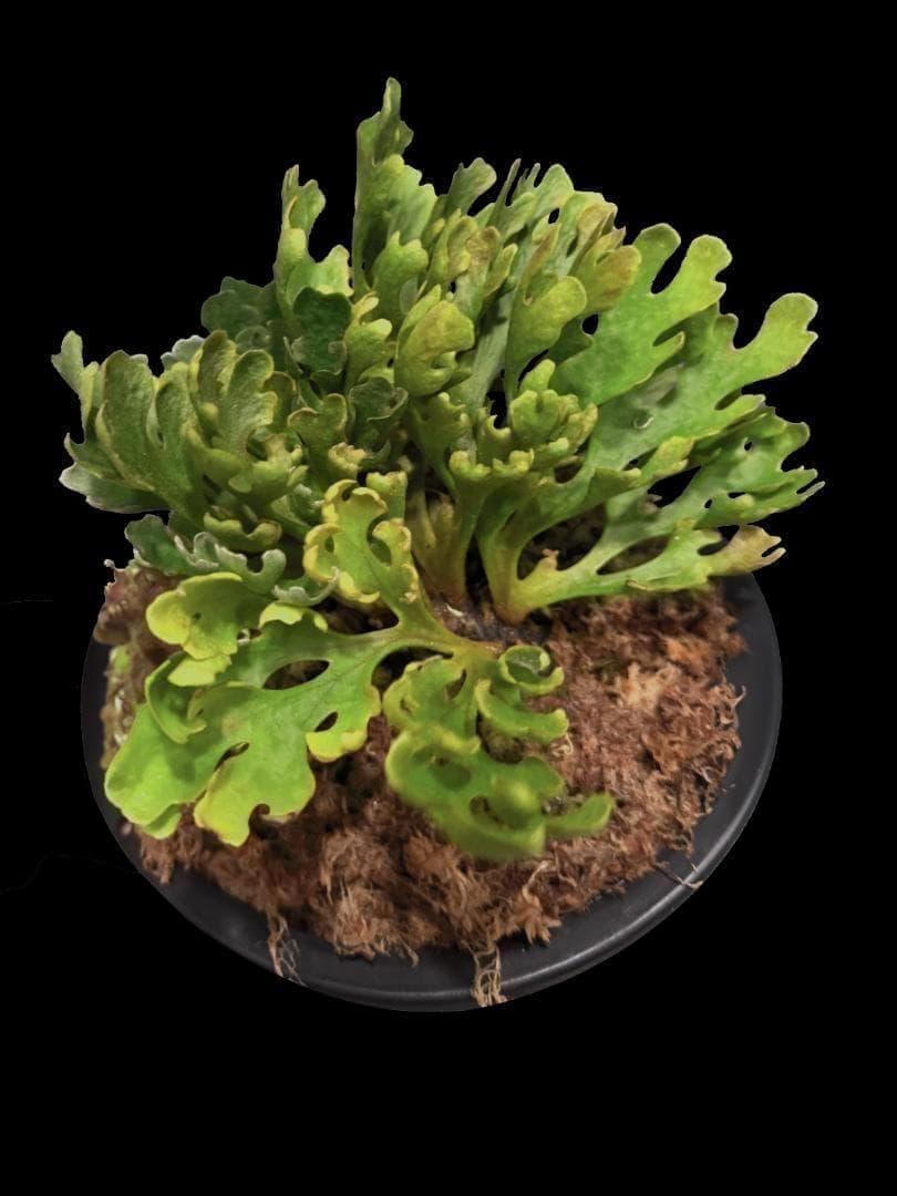 P.Ridleyi dwarf silver リドレイドワーフシルバー　003