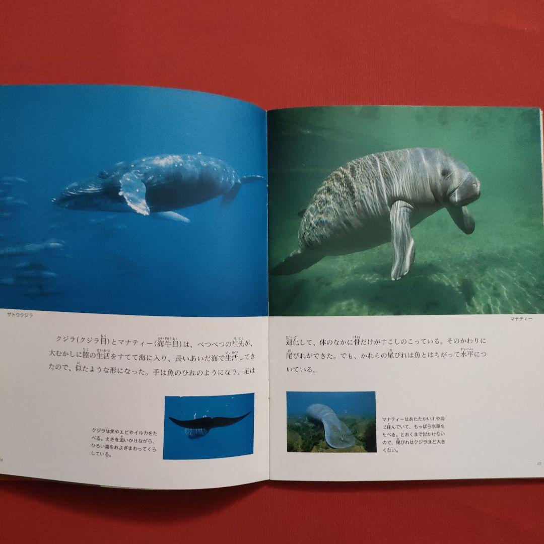 たくさんのふしぎ　キンダーブックしぜん　似たもの動物園　いきものくらべっこ