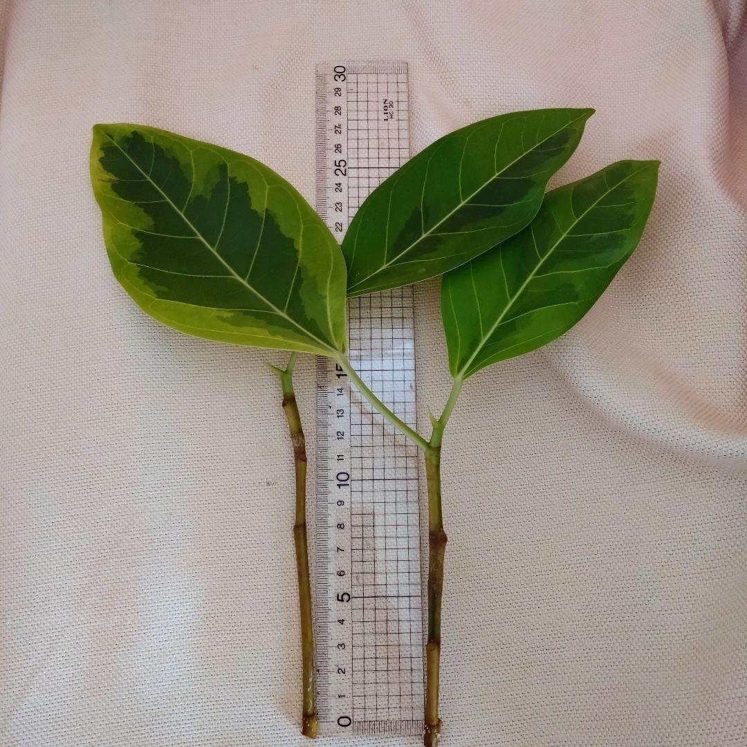 確認用 フィカスアルテシマ