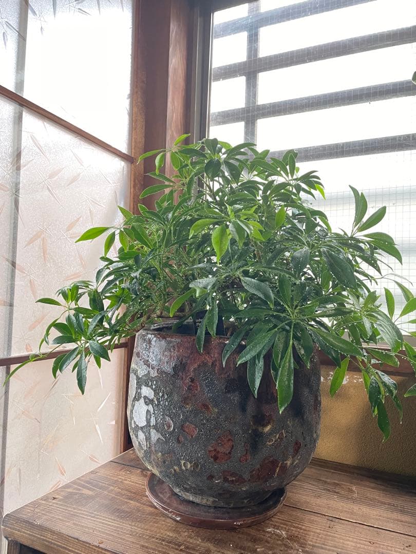 シェフレラ　細葉　気根　垂れ下がり