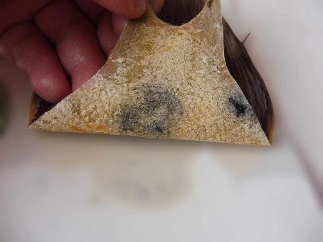 メッツ METZコックハックルケープ #2 DARK DUN