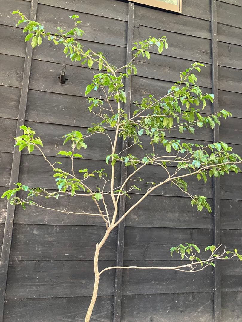 21 山採り　ソヨゴ　雌雄不明