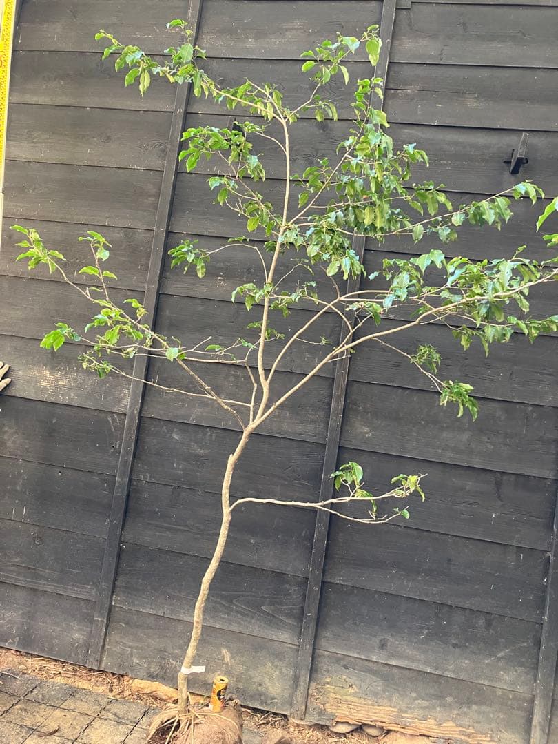 21 山採り　ソヨゴ　雌雄不明