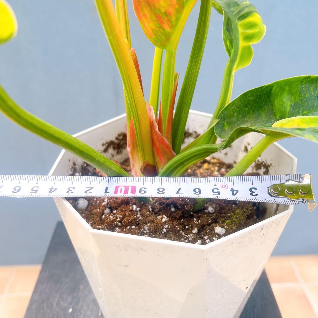 現品　フィロデンドロン　グリーンコンゴ　斑入り　3番　観葉植物　ドライガーデン