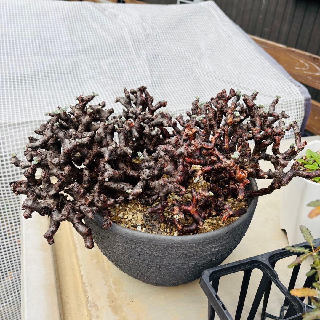 SALE！バランス最高株 休眠明け ペラルゴニウム ミラビレ 現地株 現地球