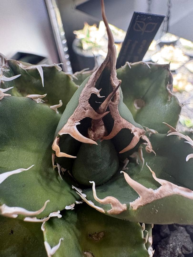 アガベ dennis007 ギドラ