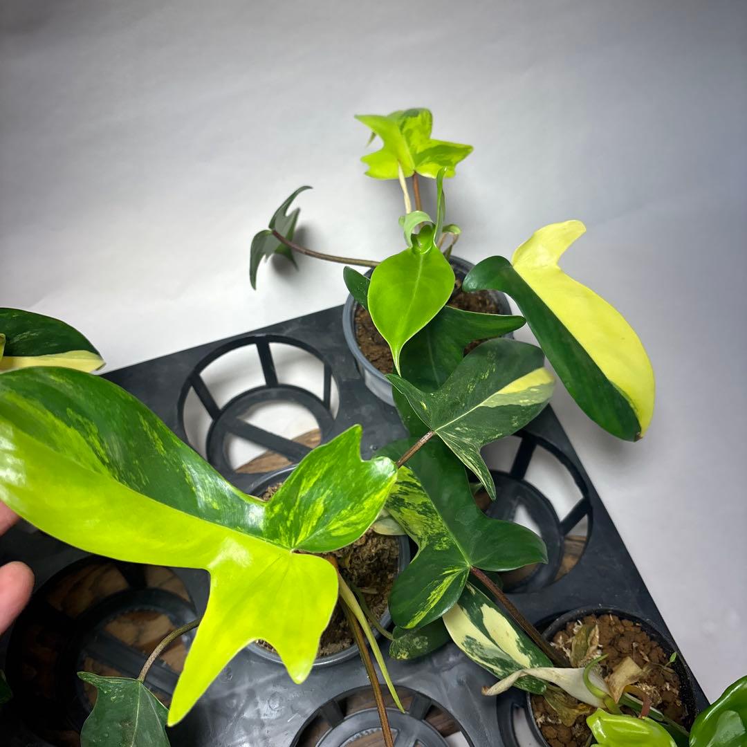 ぷ*ん様 5株セットms26フィロデンドロン・フロリダビューティー・バリエガータ