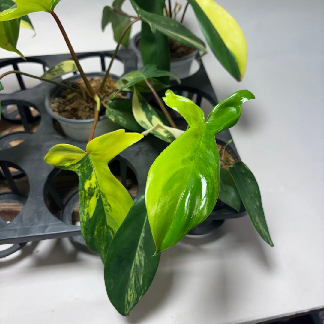 ぷ*ん様 5株セットms26フィロデンドロン・フロリダビューティー・バリエガータ