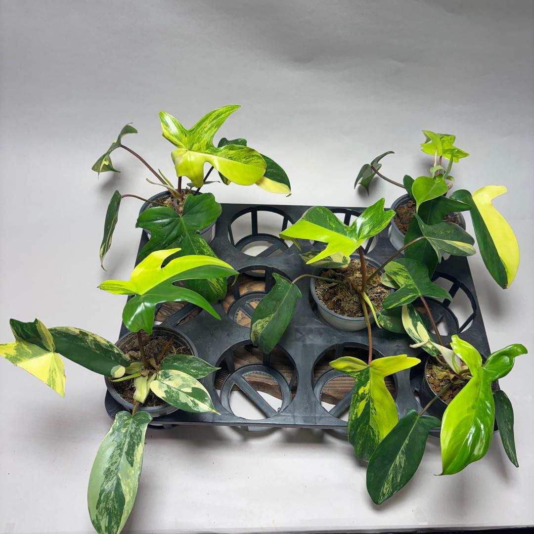 ぷ*ん様 5株セットms26フィロデンドロン・フロリダビューティー・バリエガータ