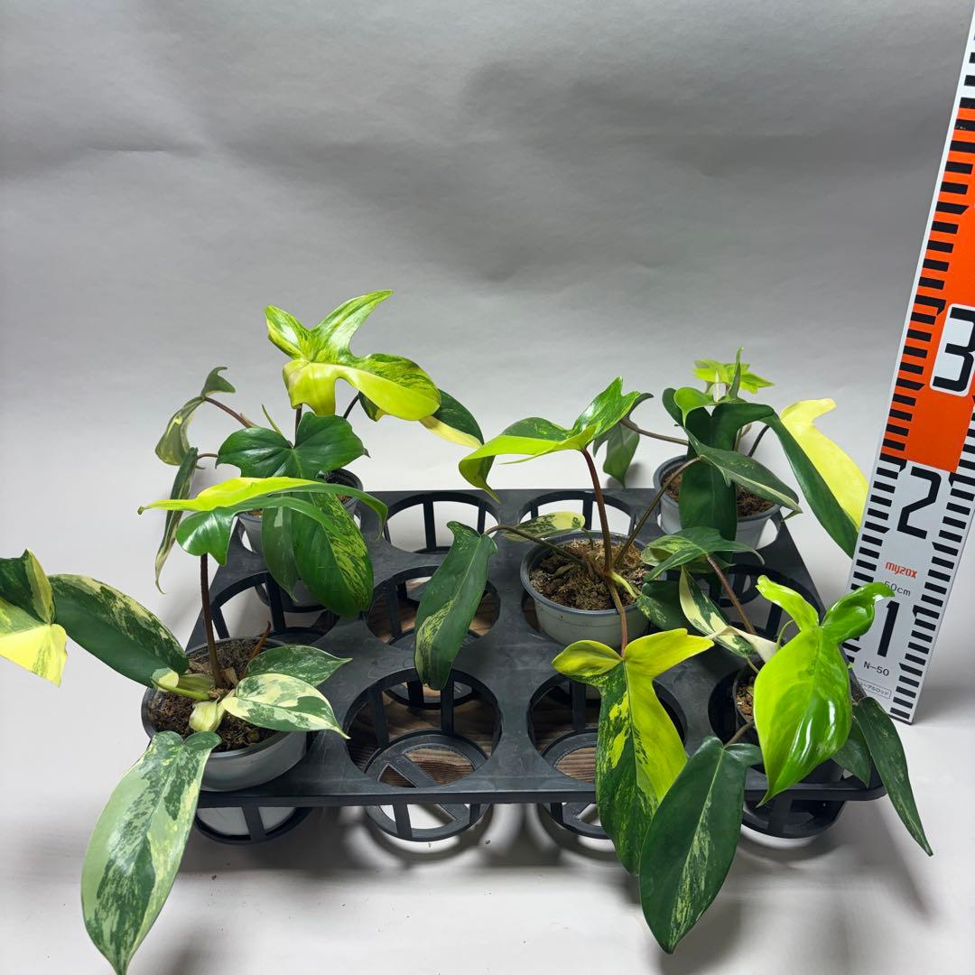 ぷ*ん様 5株セットms26フィロデンドロン・フロリダビューティー・バリエガータ