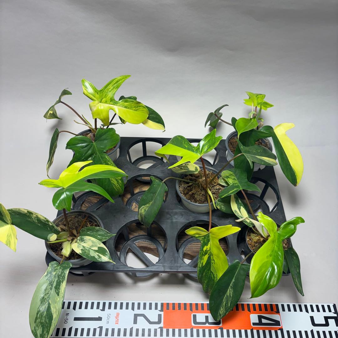 ぷ*ん様 5株セットms26フィロデンドロン・フロリダビューティー・バリエガータ