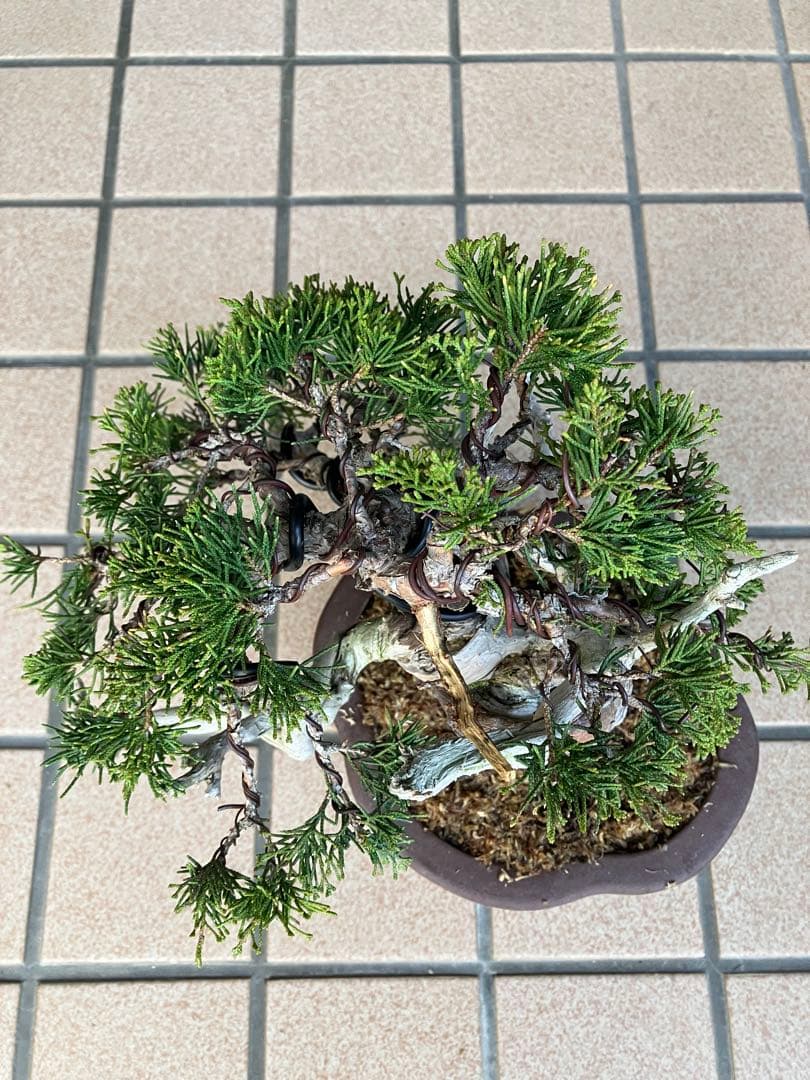 ◉真柏糸魚川　超極太　極上品 究極の逸品！　★大幅値下げ日曜日まで早いもの勝ち