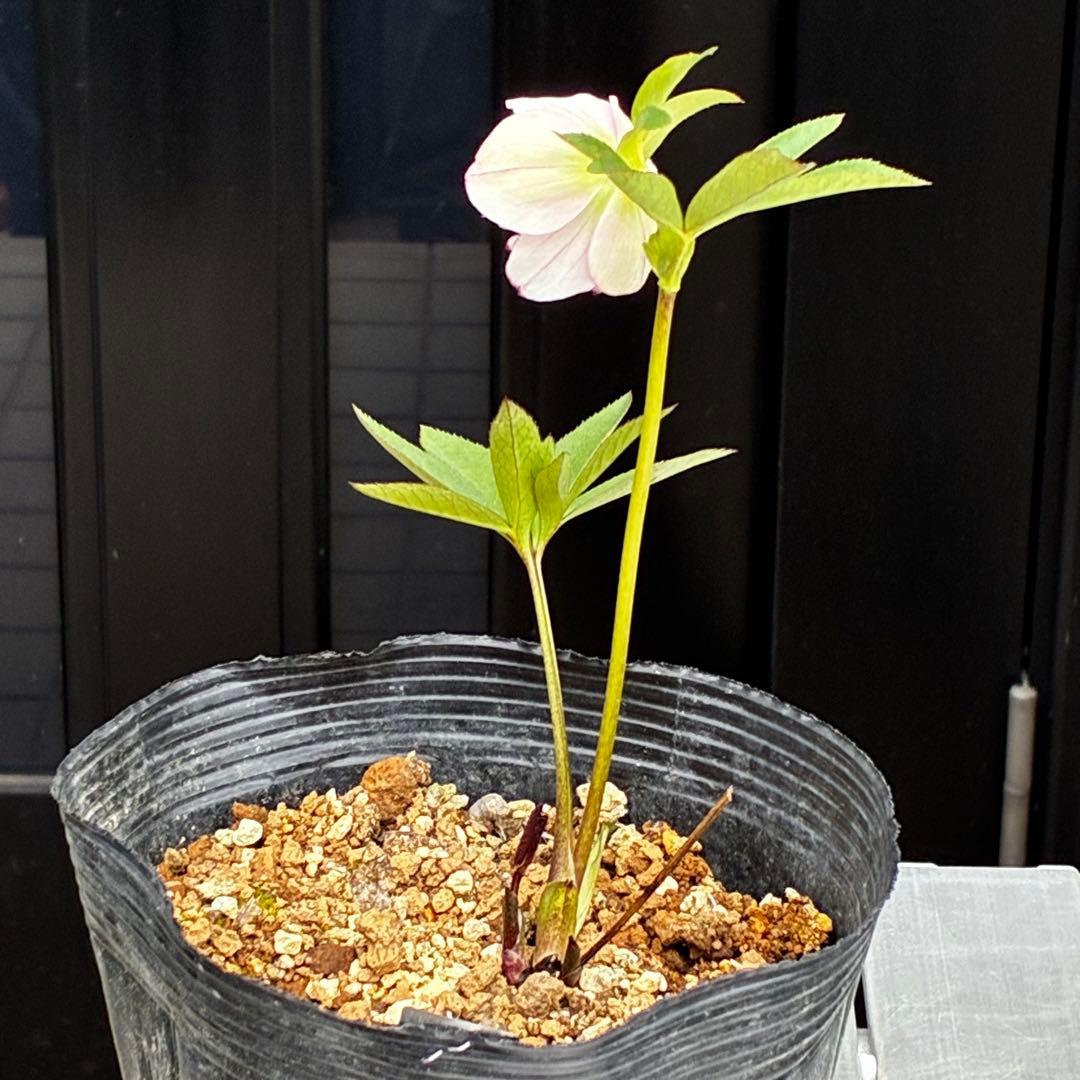 3875☘️1年半管理株☘️⭐️ポーセリン系⭐️大木ナーセリー⭐️