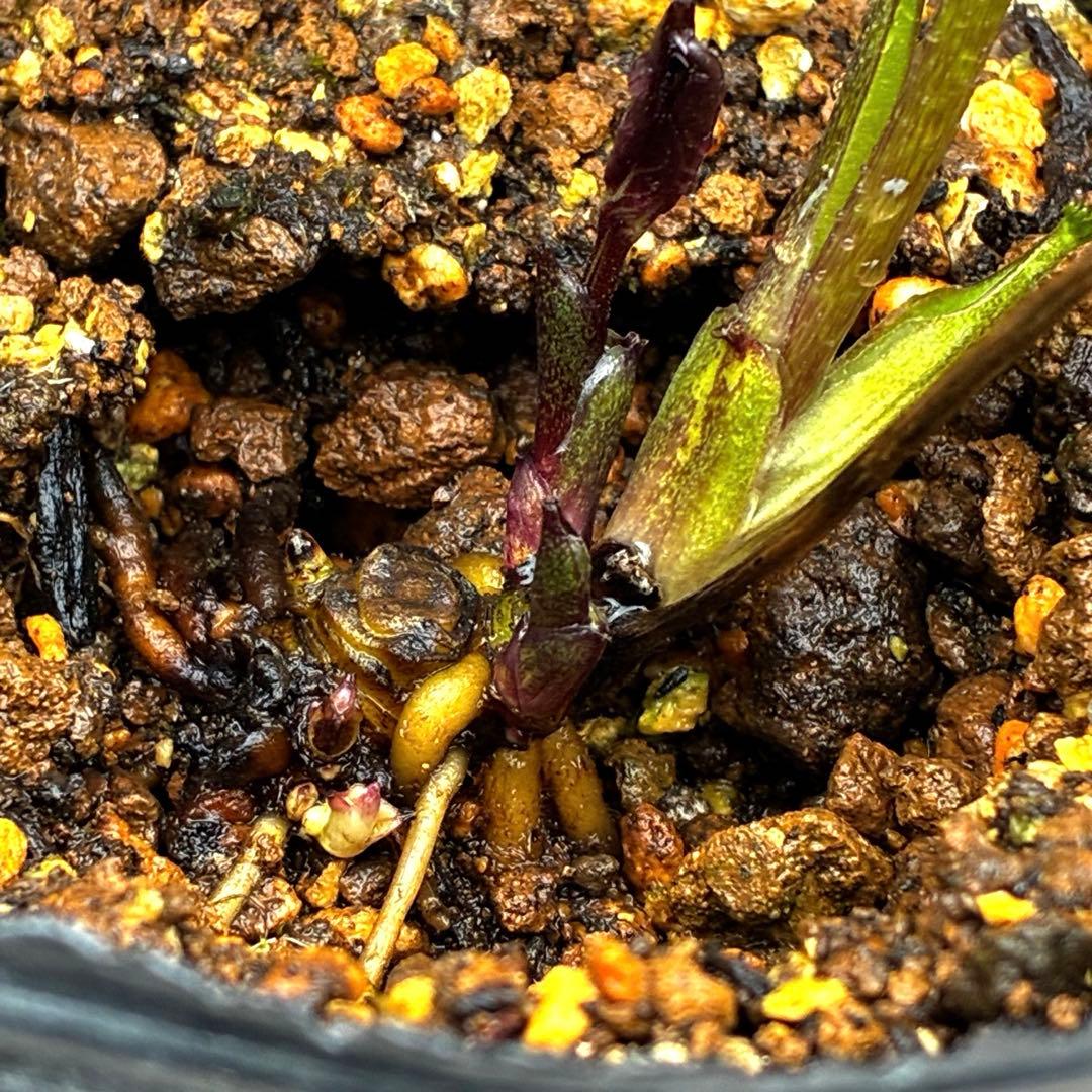 3875☘️1年半管理株☘️⭐️ポーセリン系⭐️大木ナーセリー⭐️