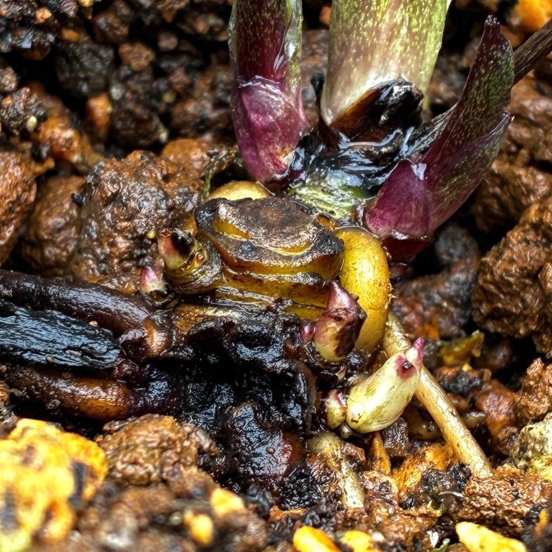 3875☘️1年半管理株☘️⭐️ポーセリン系⭐️大木ナーセリー⭐️