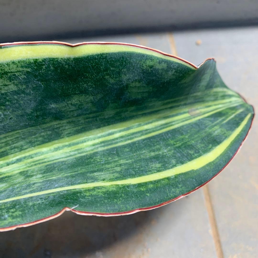 サンスベリア　マクロフィラ　斑入り