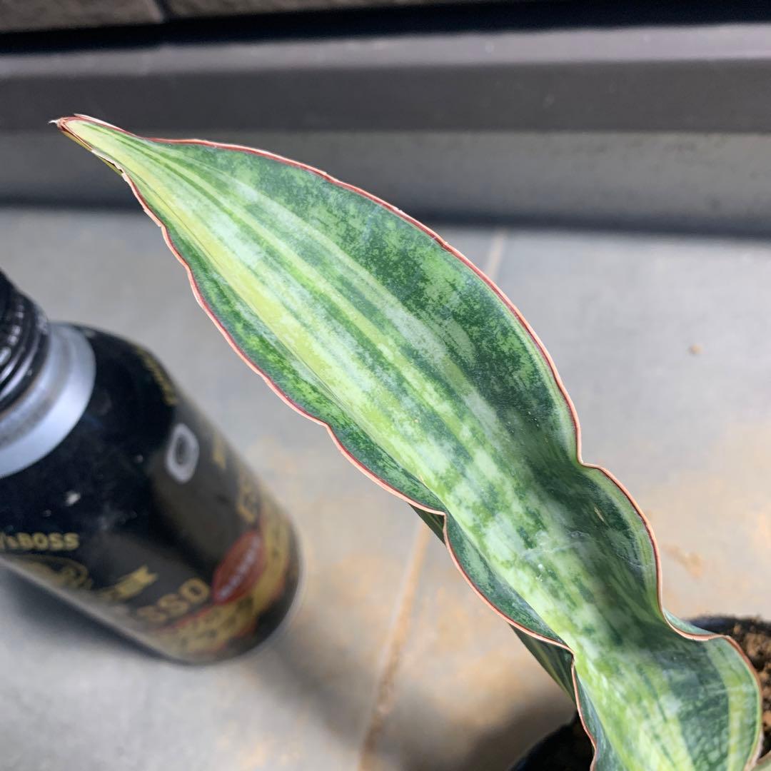 サンスベリア　マクロフィラ　斑入り