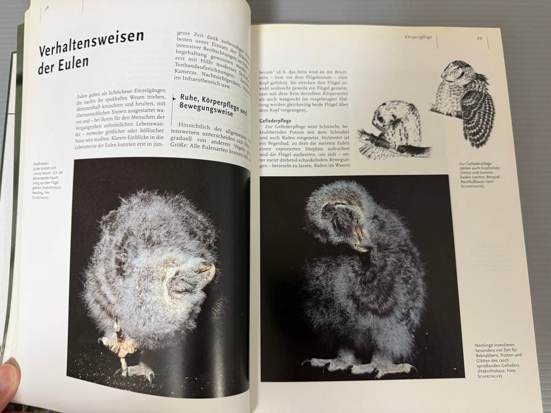 Mebs／Scherzinger★Die Eulen Europas★フクロウ