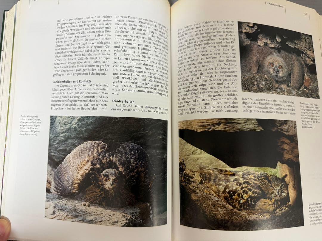 Mebs／Scherzinger★Die Eulen Europas★フクロウ