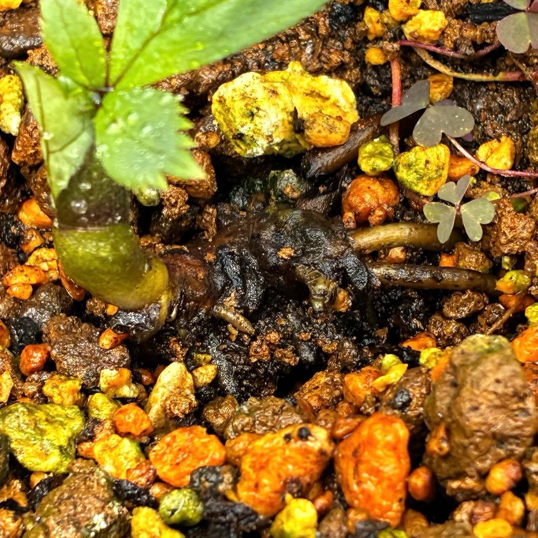 3915☘️2年間管理株☘️⭐️H. thibetanus⭐️Ashwood⭐️