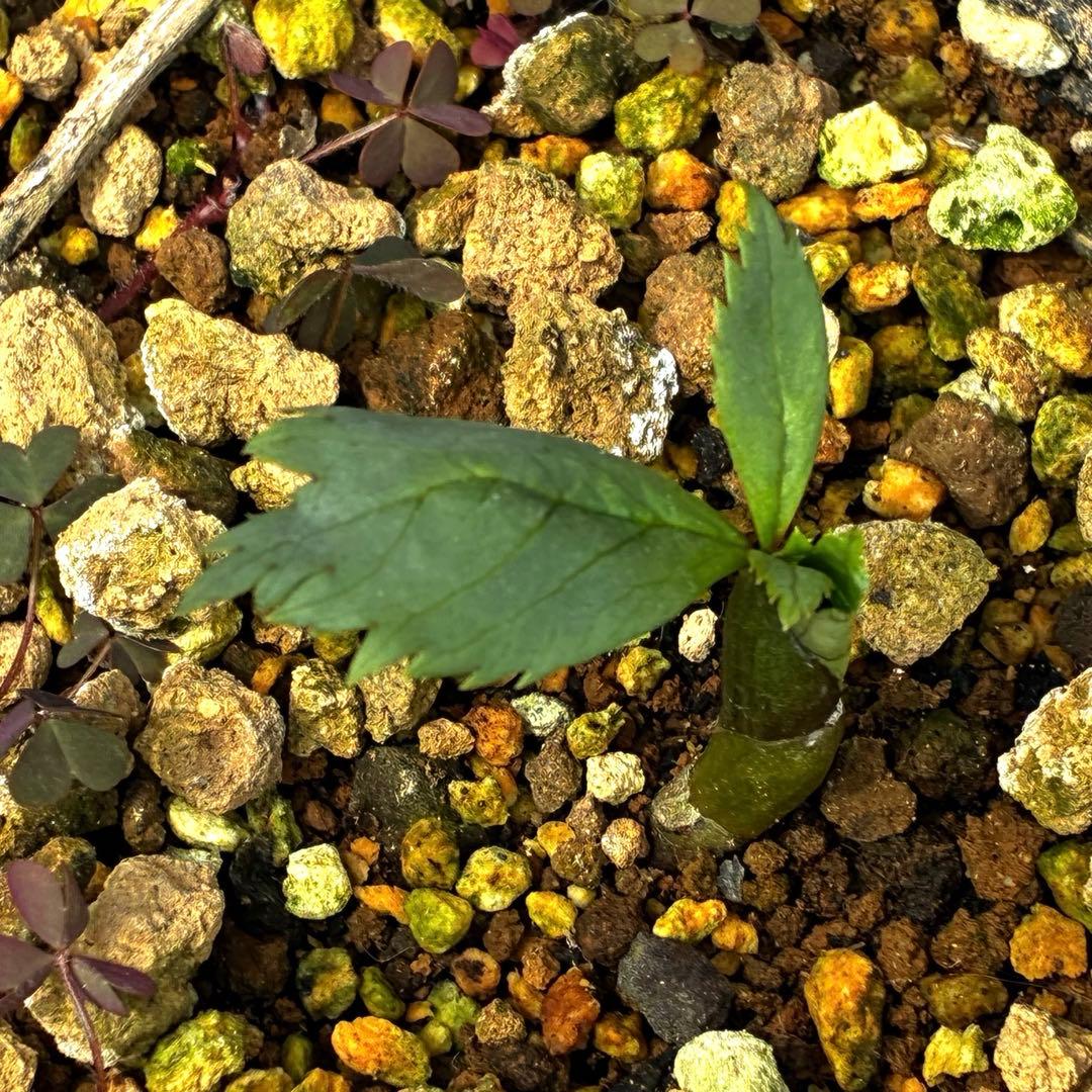 3915☘️2年間管理株☘️⭐️H. thibetanus⭐️Ashwood⭐️