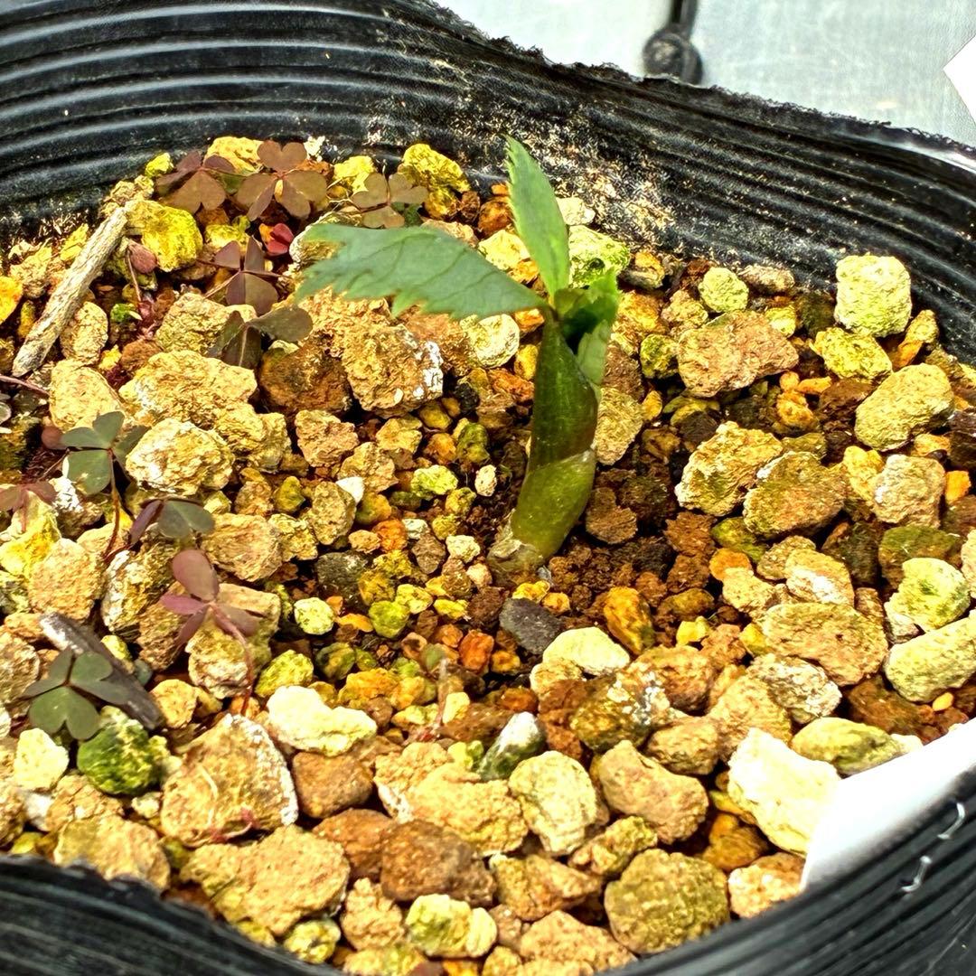 3915☘️2年間管理株☘️⭐️H. thibetanus⭐️Ashwood⭐️