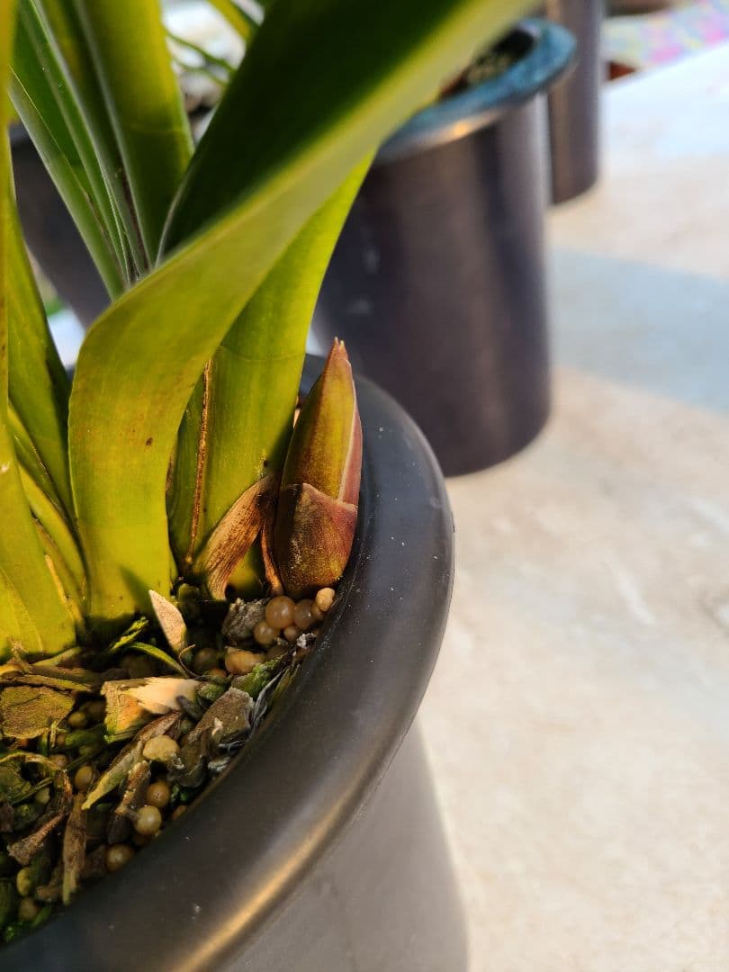 R*様 フォアゴットンフルーツ。花芽合計17個。5鉢セット。蜜蜂誘引蘭。シンビジ