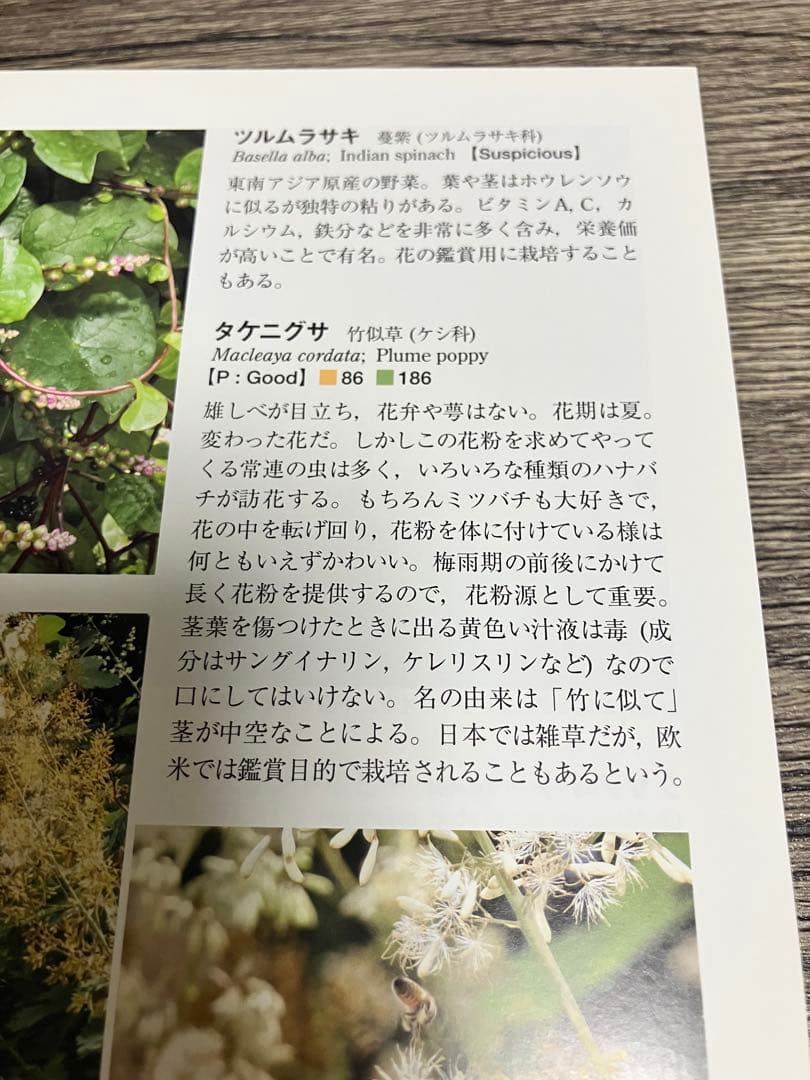 蜂からみた花の世界 佐々木正己　大型本