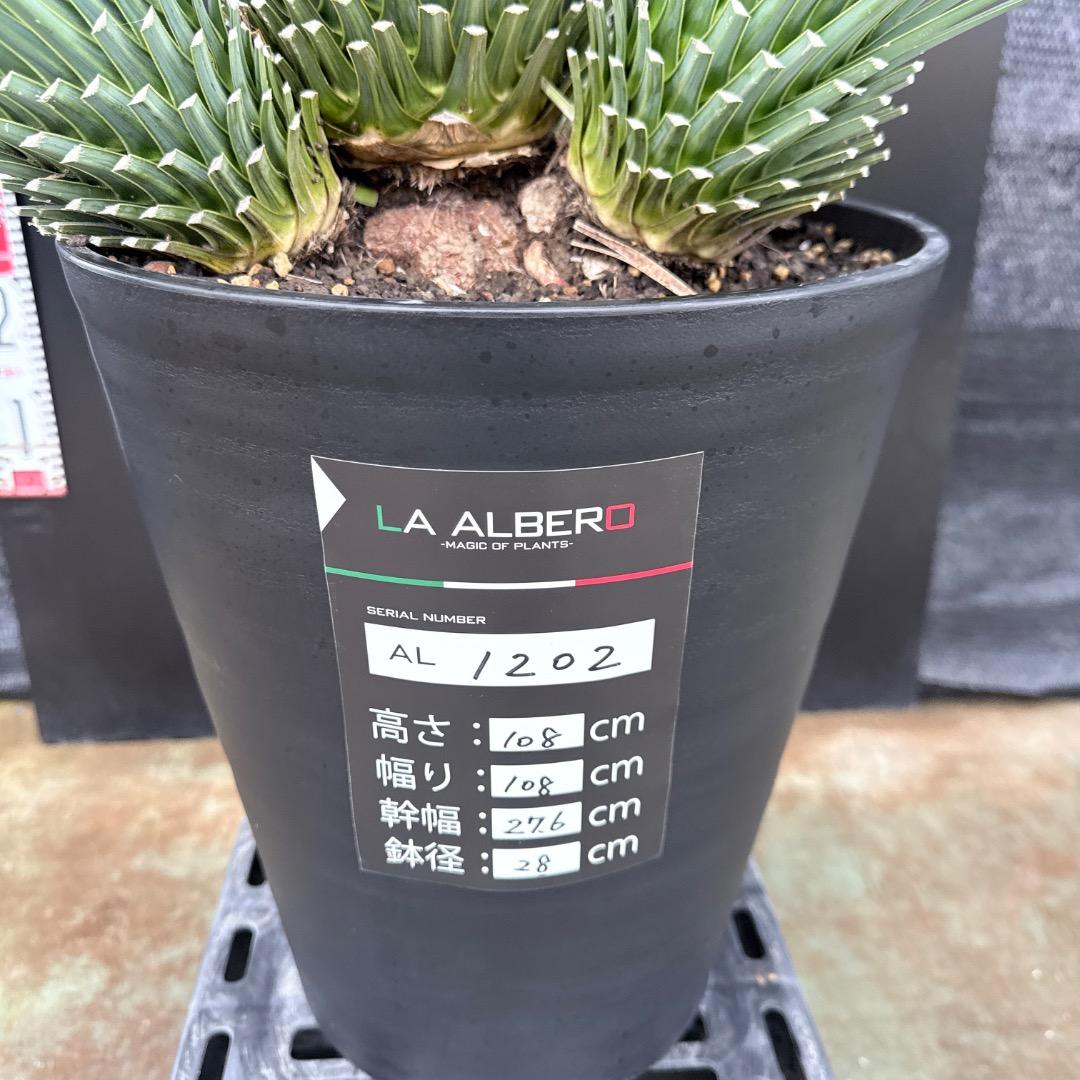 【AL1202】ユッカ　ロストラータ　ランチョブルー（品種名）４ヘッド