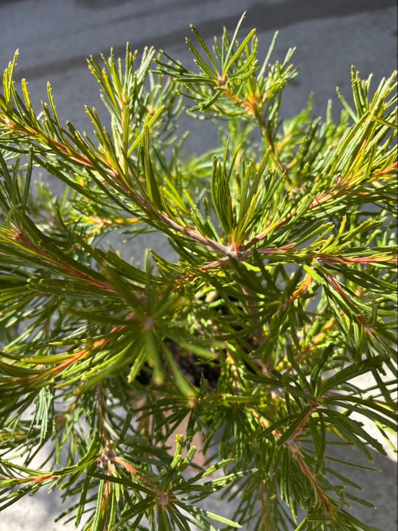 バンクシア　バースデーキャンドル　2