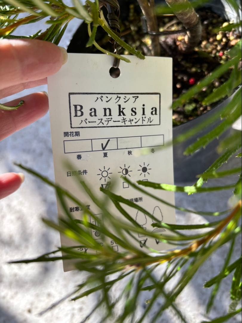 バンクシア　バースデーキャンドル　2