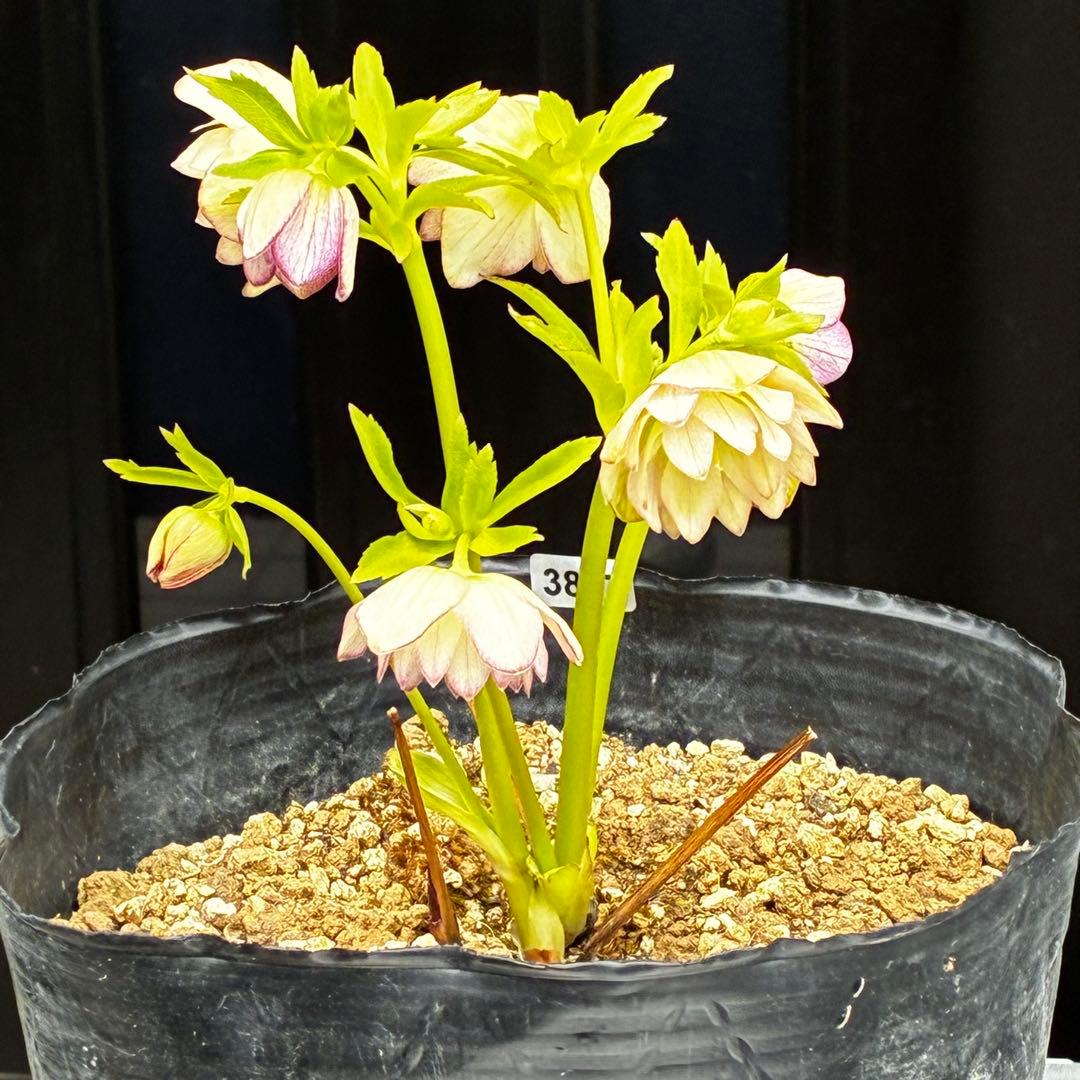 3877☘️2年間管理株☘️6号☘️⭐️超プリティー⭐️超小輪⭐️デュメ交配⭐️大木ナーセリー