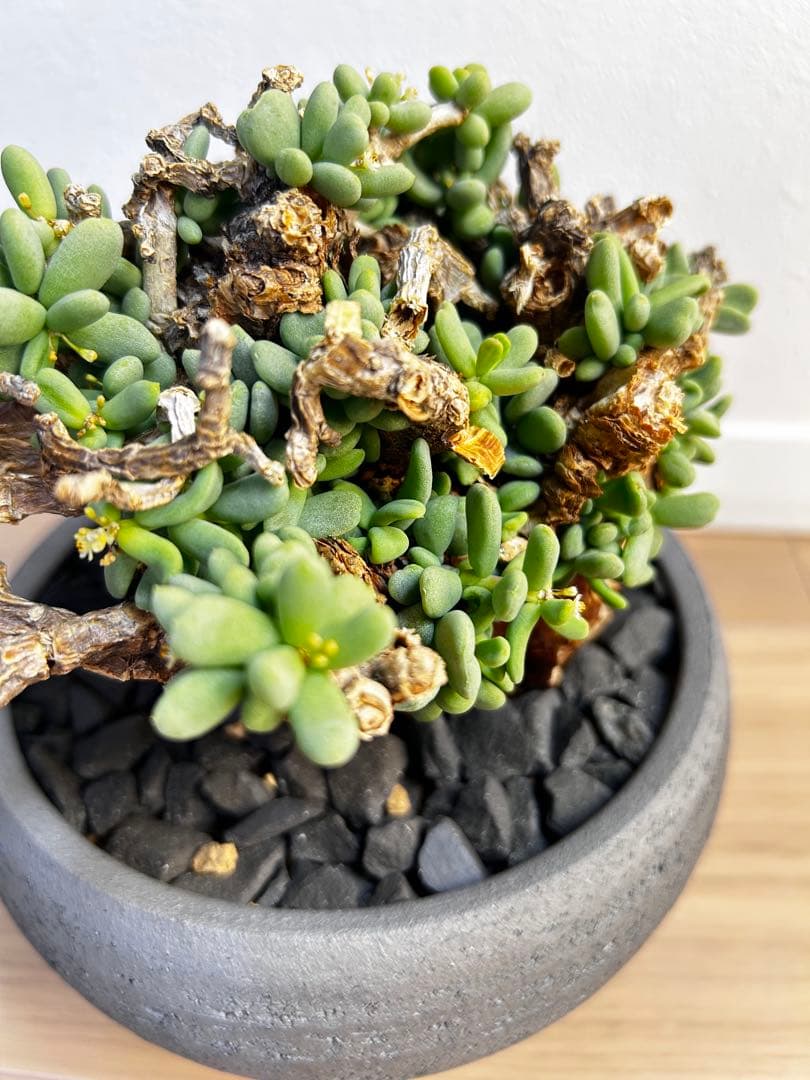 【大株】ケラリア ピグマエア　雄株