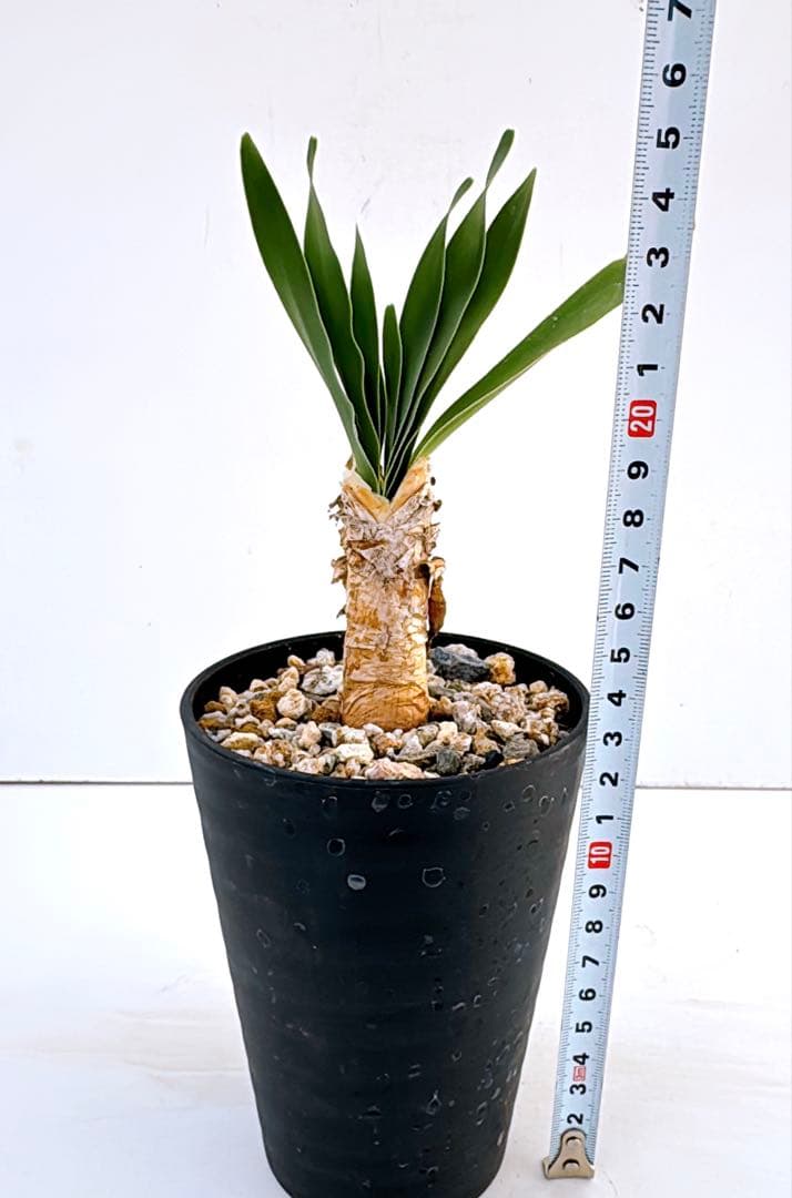 ブーファン　ディスティチャ