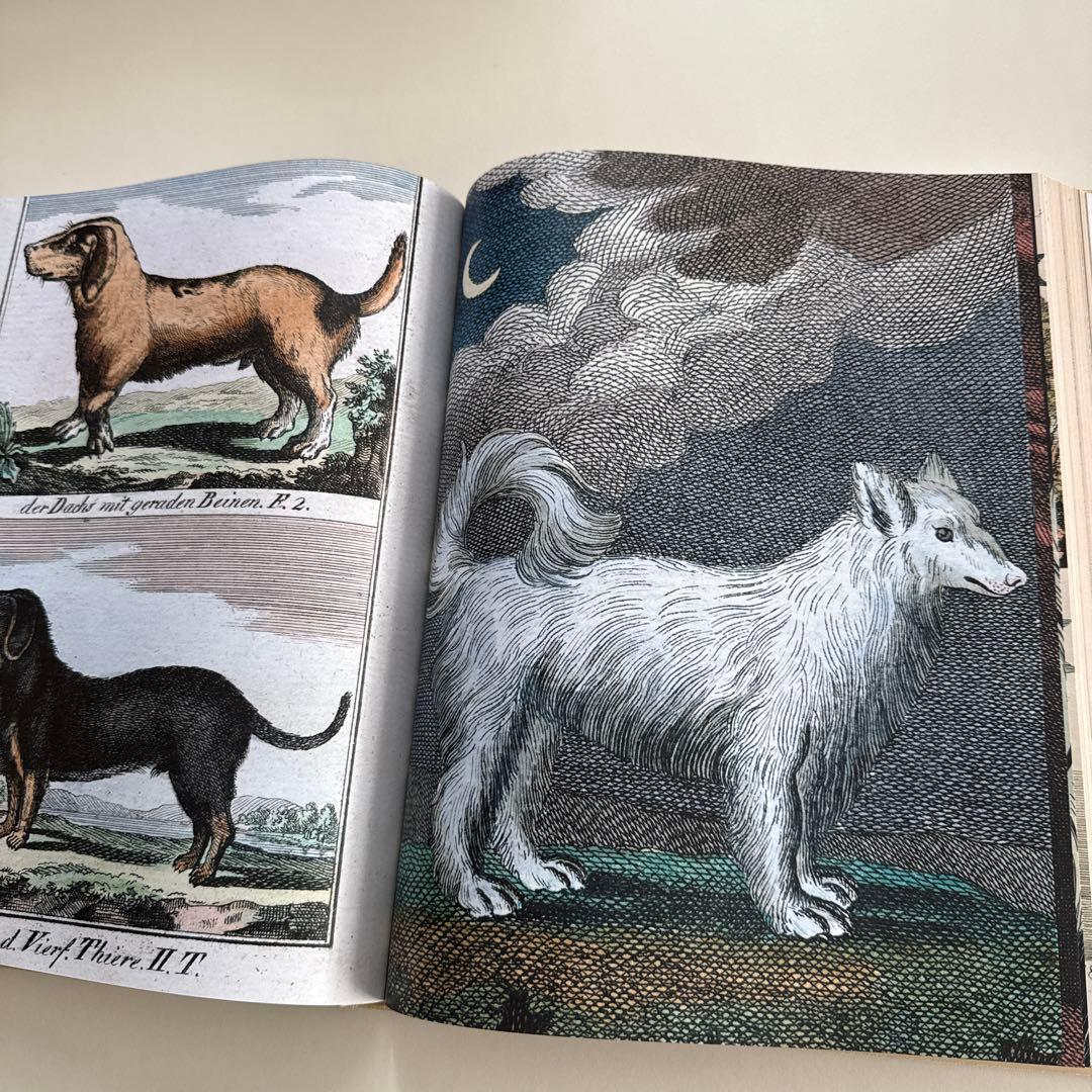 【11/16迄のお値下げです】⭐︎新品同様⭐︎ジョンデリアン ピクチャーブック II