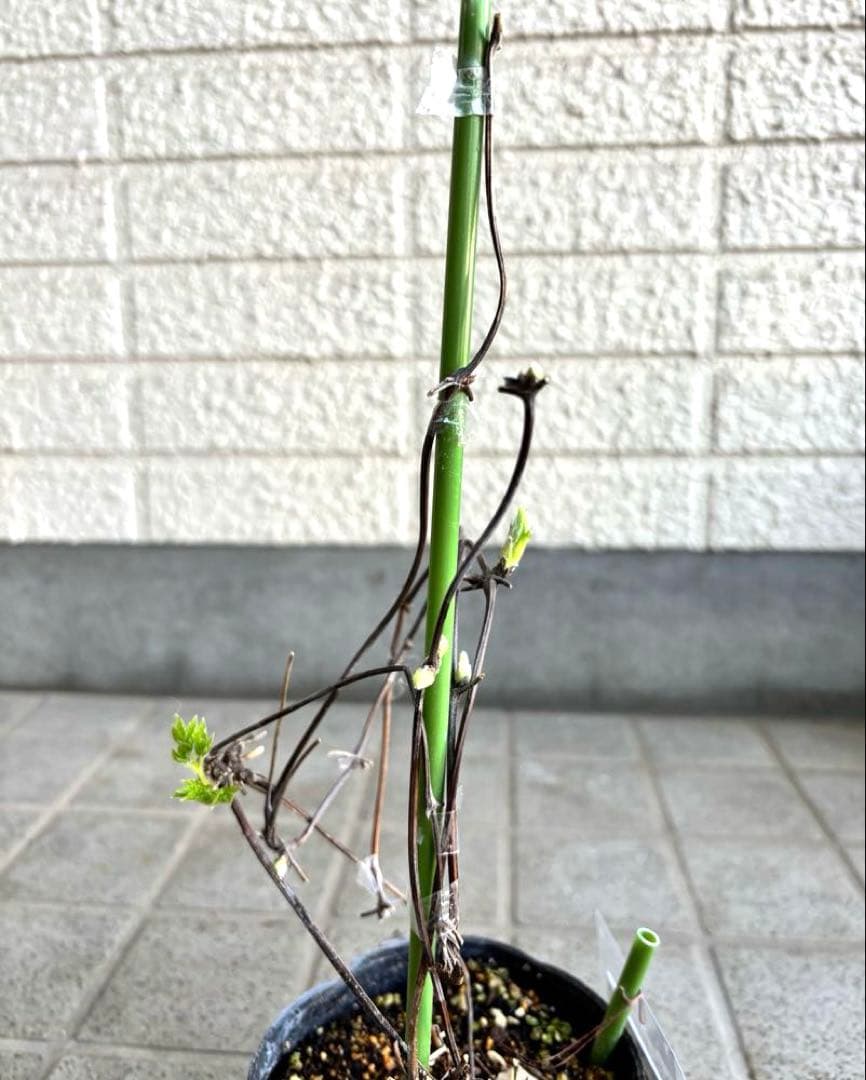 マクロペタラ　ウェッセルトン　苗　オベリスク　クレマチス苗　植物