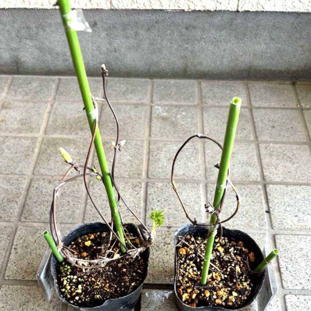 マクロペタラ　ウェッセルトン　苗　オベリスク　クレマチス苗　植物