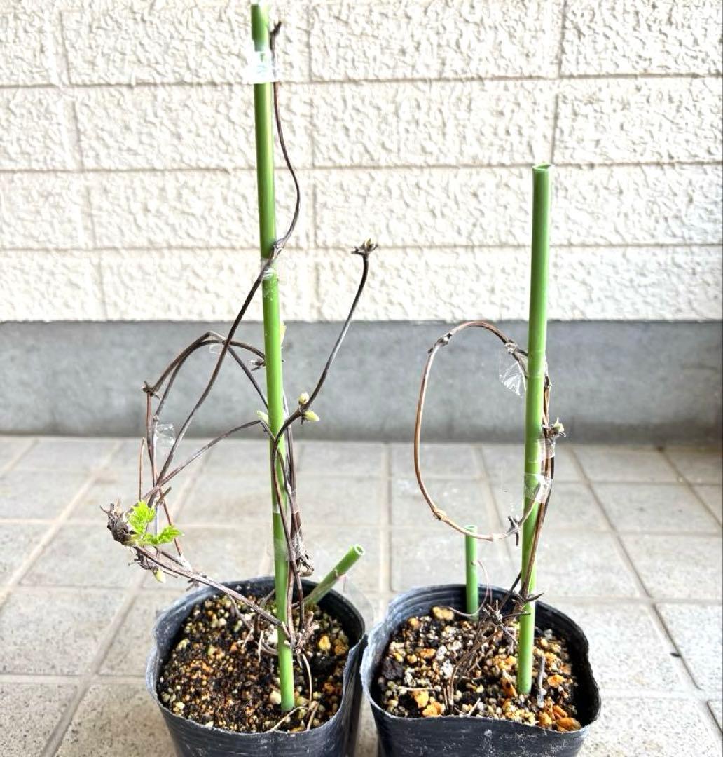 マクロペタラ　ウェッセルトン　苗　オベリスク　クレマチス苗　植物