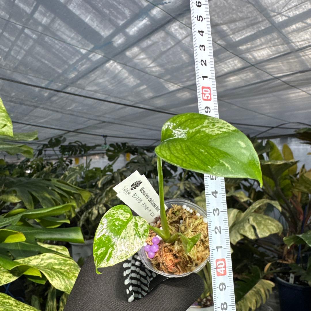 B19モンステラ　デリシオーサ　ミント斑入り　2寸ポリポット　ネコポス発送